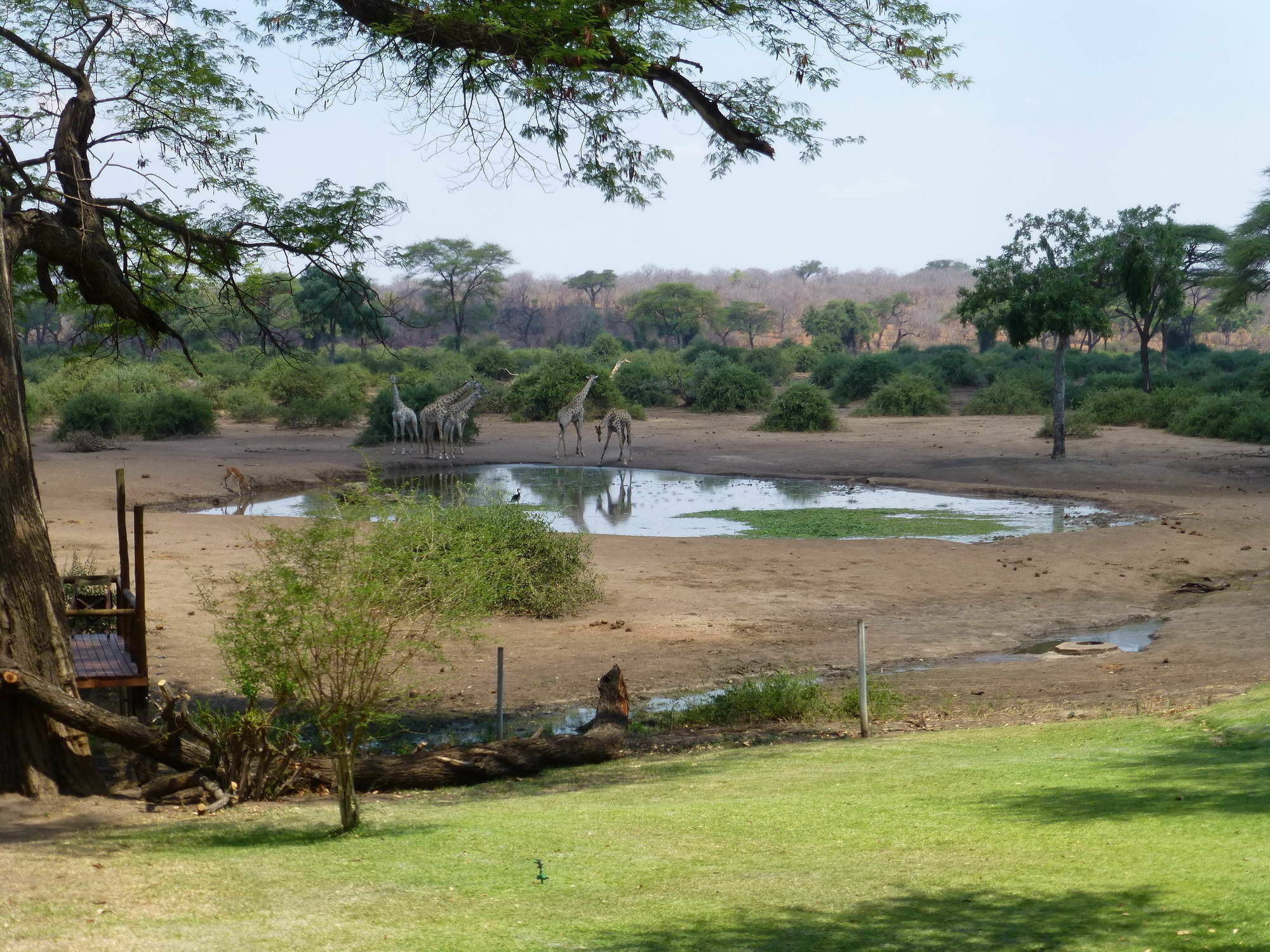 Elephant Valley Lodge Kasane Dış mekan fotoğraf